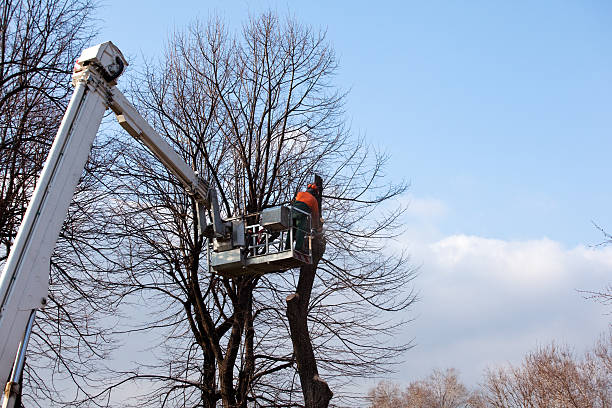 Best Tree Removal  in Nashua, NH